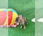 Small French Bulldog