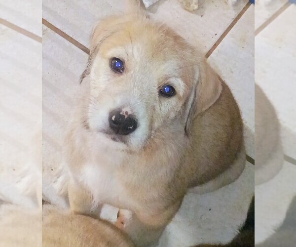 Medium Photo #1 German Shepherd Dog-Schnauzer (Miniature) Mix Puppy For Sale in JONESBORO, GA, USA