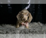 Small #3 Dachshund