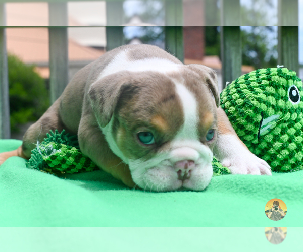 Medium Photo #6 Bulldog Puppy For Sale in LOUISVILLE, KY, USA