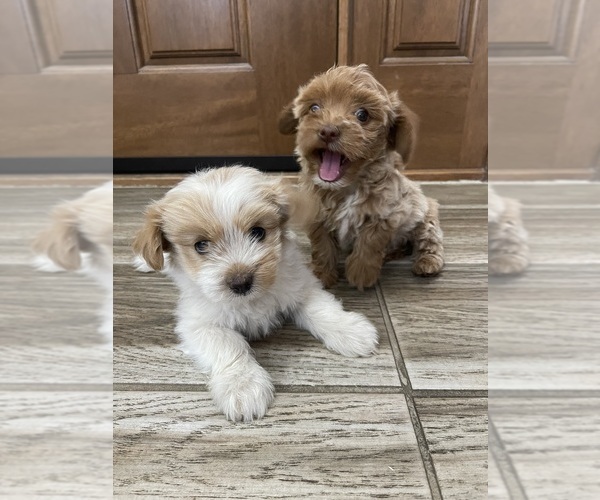 Medium Photo #17 Maltipoo Puppy For Sale in APPLE VALLEY, CA, USA