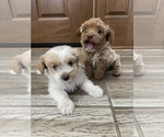 Small #16 Maltipoo