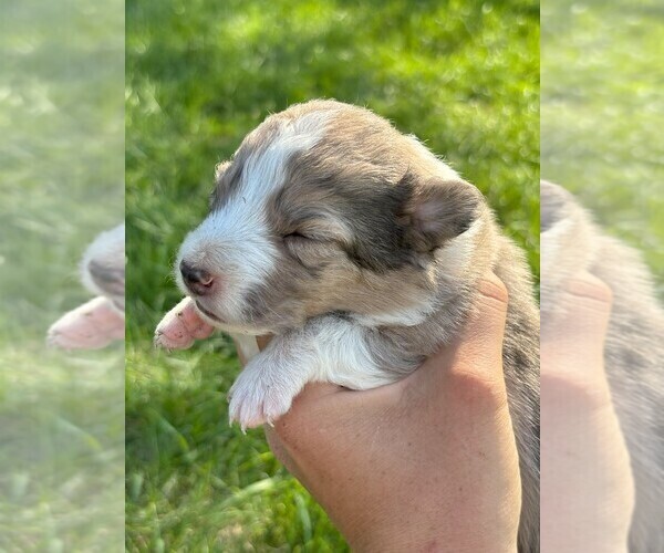 Medium Photo #2 Border Collie Puppy For Sale in MESA, WA, USA