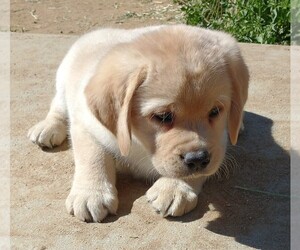 Labrador Retriever Puppy for sale in CALIENTE, CA, USA