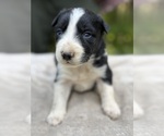 Puppy BlackWhitPuppy3 Border Collie
