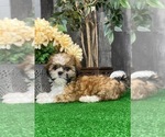 Small #2 Shih Tzu