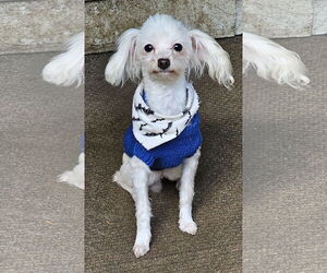 Maltese Dogs for adoption in Olalla, WA, USA