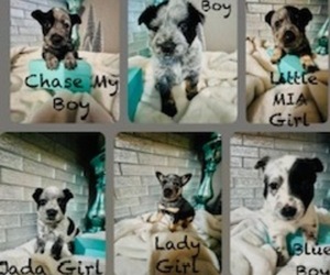Australian Cattle Dog-Border-Aussie Mix Puppy for sale in MILWAUKEE, WI, USA