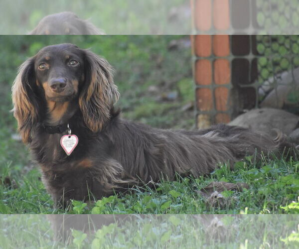Medium Photo #15 Dachshund Puppy For Sale in Shelbyville, TN, USA