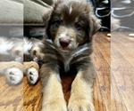 Small Photo #5 Australian Shepherd Puppy For Sale in MORROW, OH, USA