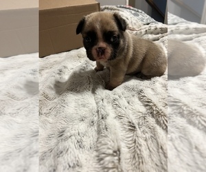 French Bulldog Puppy for sale in HEMET, CA, USA