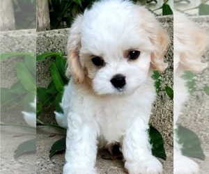Cavachon Puppy for sale in DOON, IA, USA