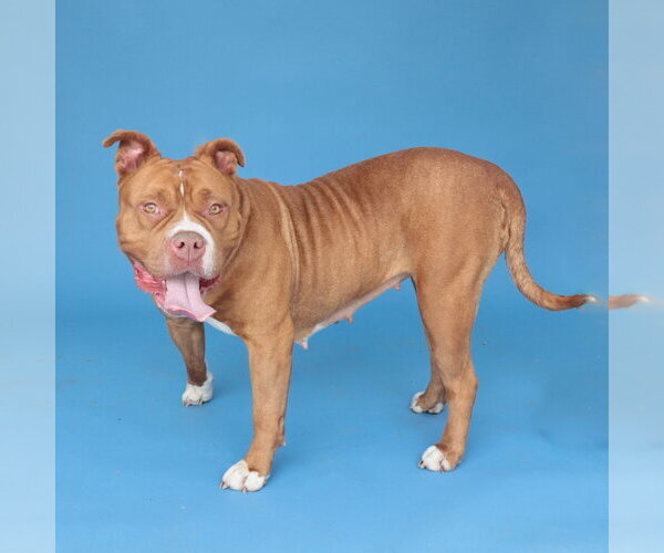 Medium Photo #2 Mutt Puppy For Sale in Pasadena, CA, USA