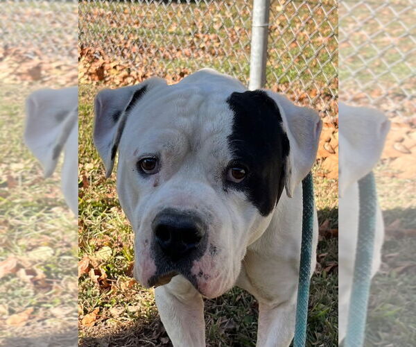 Medium Photo #4 American Pit Bull Terrier Puppy For Sale in Tarboro, NC, USA