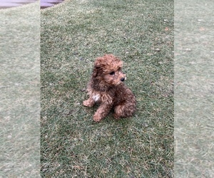 Cavapoo Puppy for sale in BETTENDORF, IA, USA