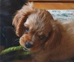 Small Photo #15 Cavalier King Charles Spaniel Puppy For Sale in BELVIDERE, IL, USA