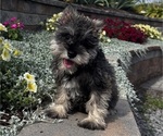 Image preview for Ad Listing. Nickname: Khloe
