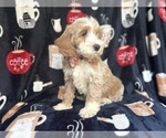 Small #7 Cockapoo