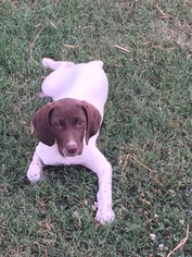 German Shorthaired Pointer Puppy for sale in PIEDMONT, SC, USA