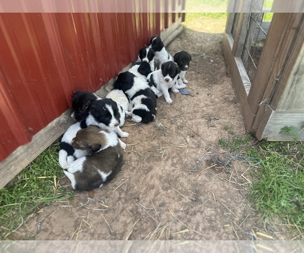 Medium Photo #8 Karakachan Puppy For Sale in ELM GROVE, LA, USA
