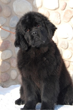 Medium Photo #1 Newfoundland Puppy For Sale in Yemanzhelinsk, Chelyabinsk, Russia