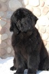 Small Photo #1 Newfoundland Puppy For Sale in Yemanzhelinsk, Chelyabinsk, Russia