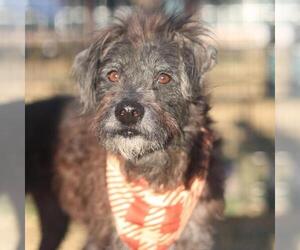 Mutt Dogs for adoption in San Antonio, TX, USA