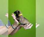 Small #3 Belgian Malinois