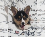 Small #5 Pembroke Welsh Corgi