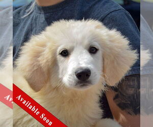 Great Pyrenees Dogs for adoption in Huntley, IL, USA