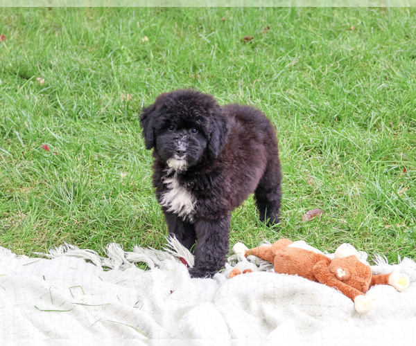 Medium Photo #1 Bernedoodle (Miniature)-Saint Berdoodle Mix Puppy For Sale in SYRACUSE, IN, USA