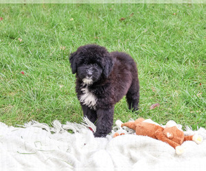 Bernedoodle (Miniature)-Saint Berdoodle Mix Puppy for sale in SYRACUSE, IN, USA