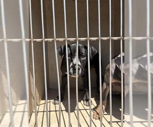 American Staffordshire Terrier-Unknown Mix Dogs for adoption in Oklahoma City, OK, USA