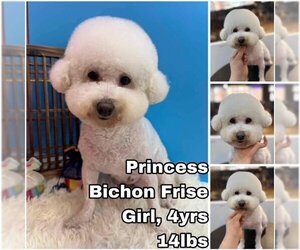 Bichon Frise Dogs for adoption in Seattle, WA, USA