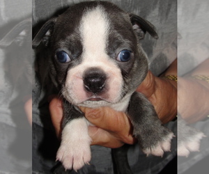 Boston Terrier Puppy for Sale in BEND, Oregon USA