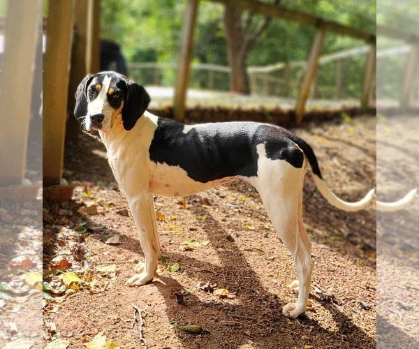 Medium Photo #7 Treeing Walker Coonhound Puppy For Sale in Greenville, SC, USA