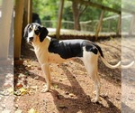 Small #6 Treeing Walker Coonhound
