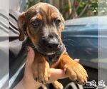 Small #3 Feist Terrier-Retriever  Mix