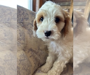Cavapoo Puppy for Sale in LAWRENCE, Michigan USA