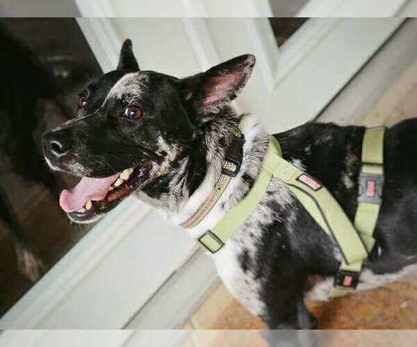 Medium Photo #20 Mutt Puppy For Sale in Candler, NC, USA