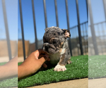 Small #2 English Bulldog