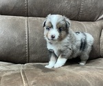 Puppy Lincoln Miniature Australian Shepherd