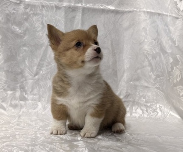 Medium Photo #3 Pembroke Welsh Corgi Puppy For Sale in STANLEY, WI, USA