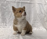 Small #2 Pembroke Welsh Corgi