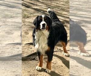 Father of the Bernese Mountain Dog puppies born on 09/27/2021