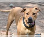 Small #6 Labrador Retriever Mix