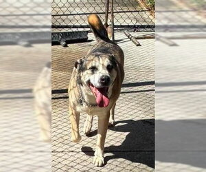 Mutt Dogs for adoption in Pompano Beach , FL, USA