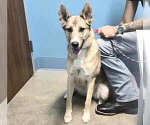 Gerberian Shepsky Dogs for adoption in Houston, TX, USA