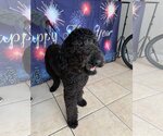 Small Photo #6 Poodle (Standard) Puppy For Sale in Valrico, FL, USA