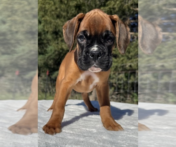 Medium Photo #2 Boxer Puppy For Sale in PAWNEE CITY, NE, USA
